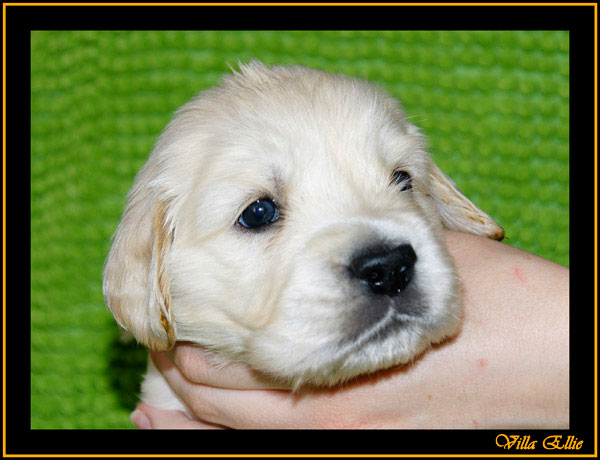 comprar golden retriever villa ellie